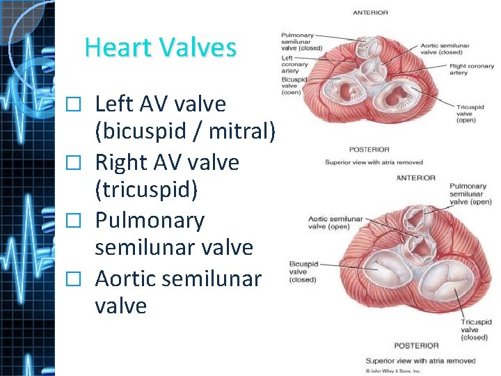 Heart Valves Left AV valve (bicuspid / mitral) � Right AV valve (tricuspid) �