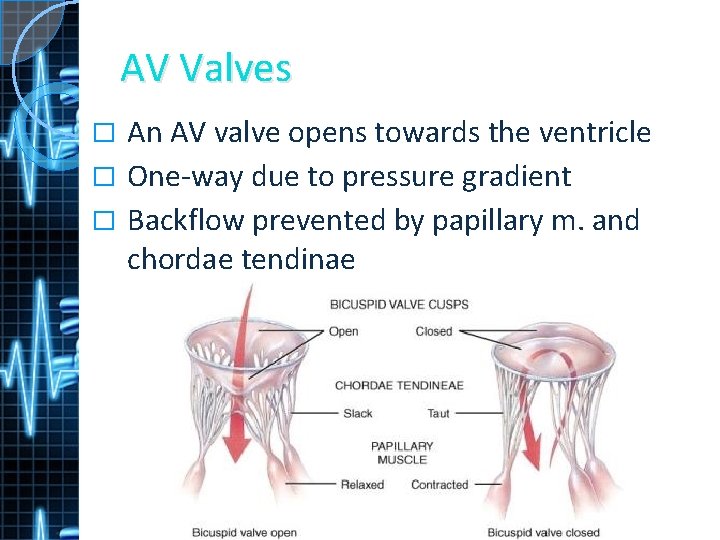 AV Valves An AV valve opens towards the ventricle � One-way due to pressure