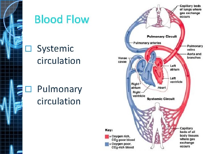 Blood Flow � Systemic circulation � Pulmonary circulation 
