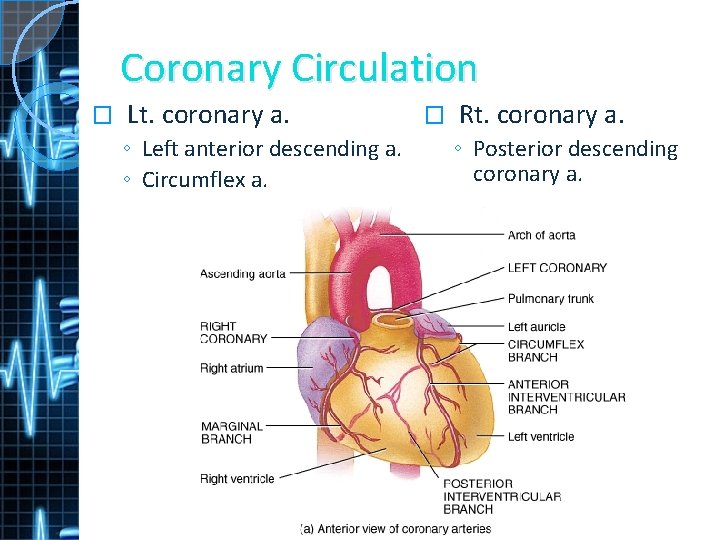 Coronary Circulation � Lt. coronary a. ◦ Left anterior descending a. ◦ Circumflex a.