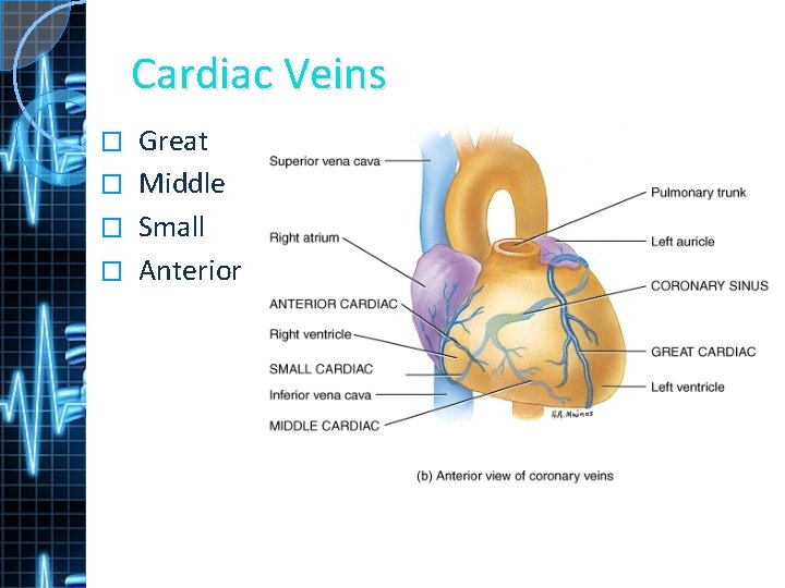 Cardiac Veins Great � Middle � Small � Anterior � 