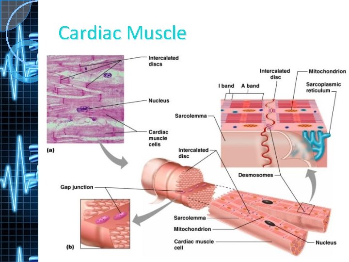 Cardiac Muscle 