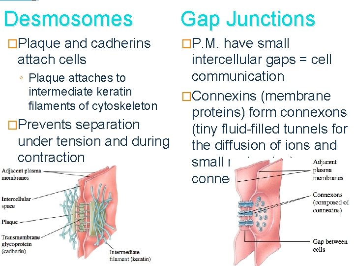 Desmosomes Gap Junctions �Plaque �P. M. and cadherins attach cells have small intercellular gaps