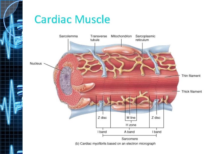 Cardiac Muscle 