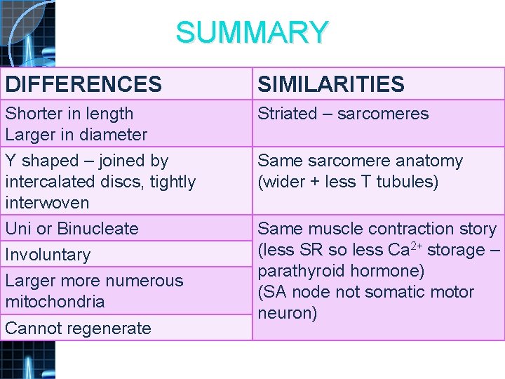 SUMMARY DIFFERENCES SIMILARITIES Shorter in length Larger in diameter Y shaped – joined by