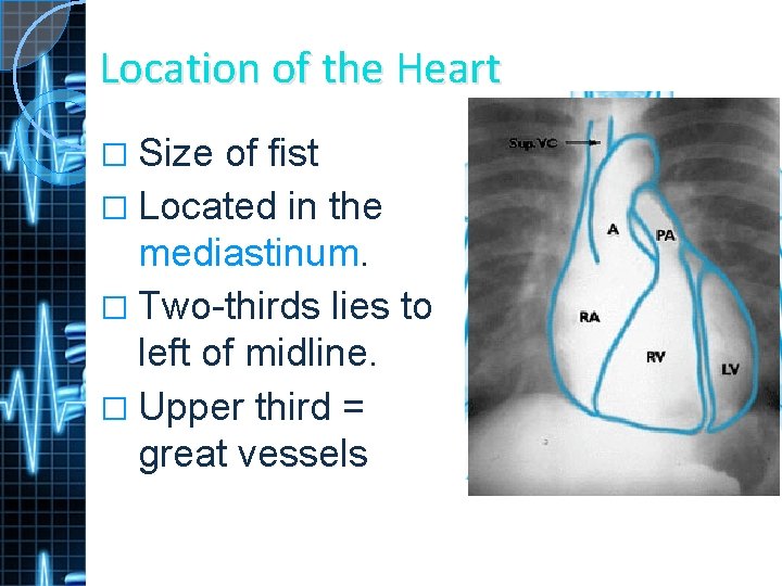 Location of the Heart � Size of fist � Located in the mediastinum. �