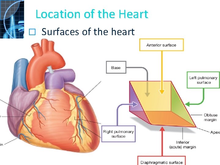 Location of the Heart � Surfaces of the heart 