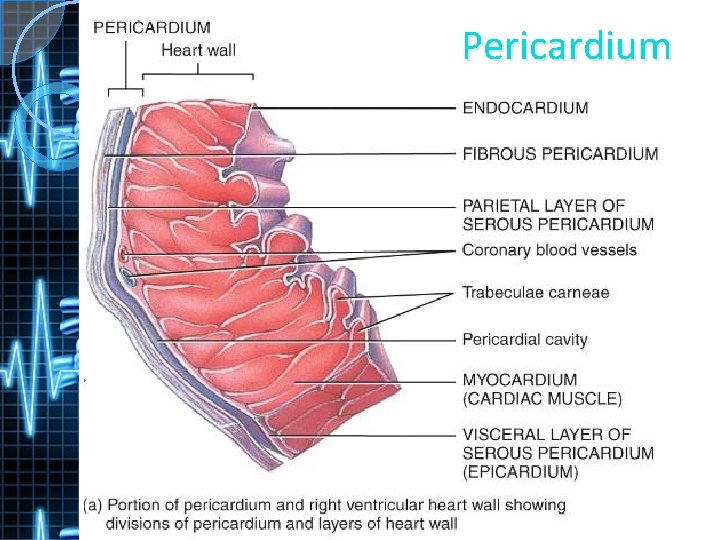 Pericardium 