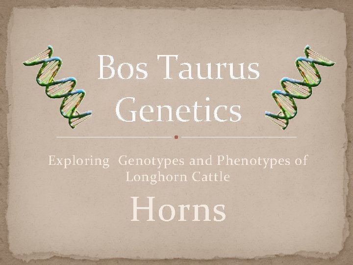 Bos Taurus Genetics Exploring Genotypes and Phenotypes of Longhorn Cattle Horns 