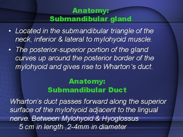 Anatomy: Submandibular gland • Located in the submandibular triangle of the neck, inferior &