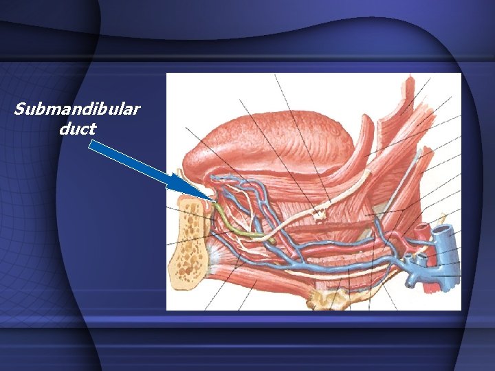 Submandibular duct 