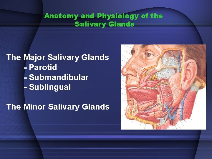 Anatomy and Physiology of the Salivary Glands The Major Salivary Glands - Parotid -