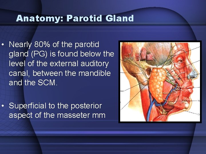 Anatomy: Parotid Gland • Nearly 80% of the parotid gland (PG) is found below