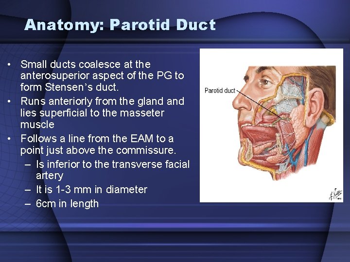 Anatomy: Parotid Duct • Small ducts coalesce at the anterosuperior aspect of the PG