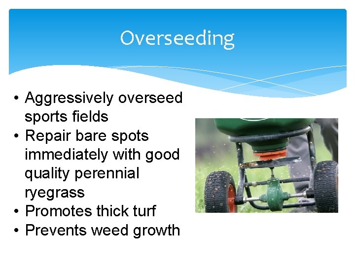 Overseeding • Aggressively overseed sports fields • Repair bare spots immediately with good quality