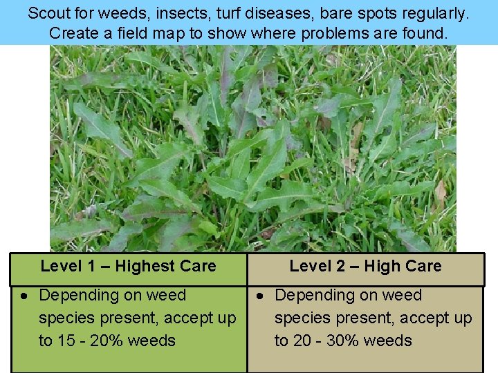 Scout for weeds, insects, turf diseases, bare spots regularly. Create a field map to