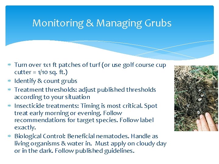 Monitoring & Managing Grubs Turn over 1 x 1 ft patches of turf (or