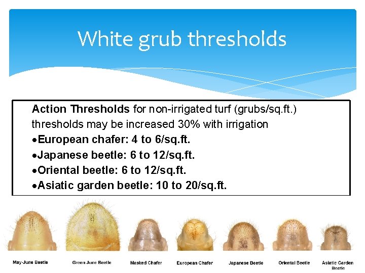 White grub thresholds Action Thresholds for non-irrigated turf (grubs/sq. ft. ) thresholds may be