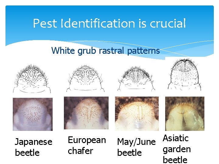 Pest Identification is crucial White grub rastral patterns Japanese beetle European chafer May/June Asiatic