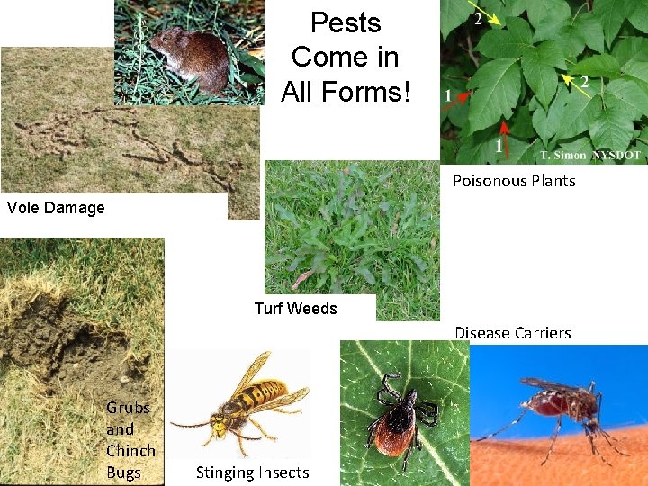 Pests Come in All Forms! Poisonous Plants Vole Damage Turf Weeds Disease Carriers Grubs