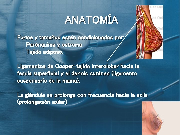 ANATOMÍA Forma y tamaños están condicionados por: Parénquima y estroma Tejido adiposo. Ligamentos de