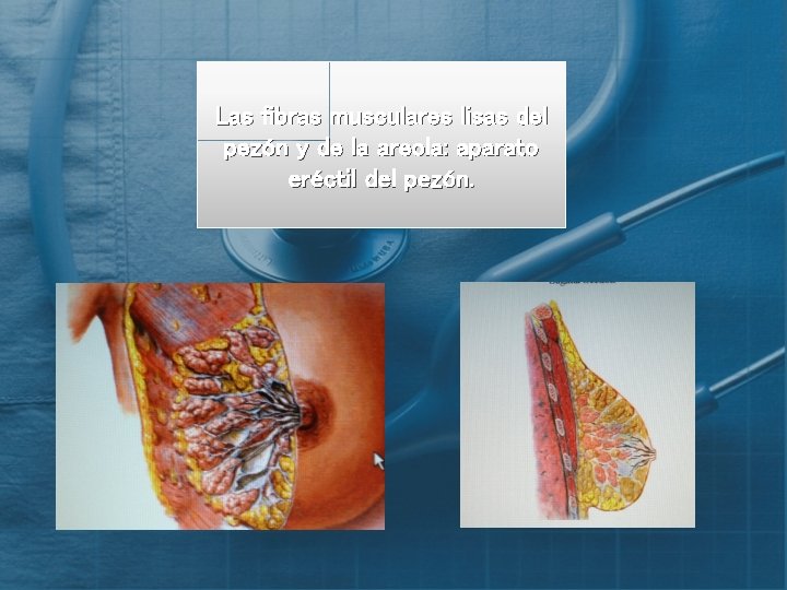 Las fibras musculares lisas del pezón y de la areola: aparato eréctil del pezón.