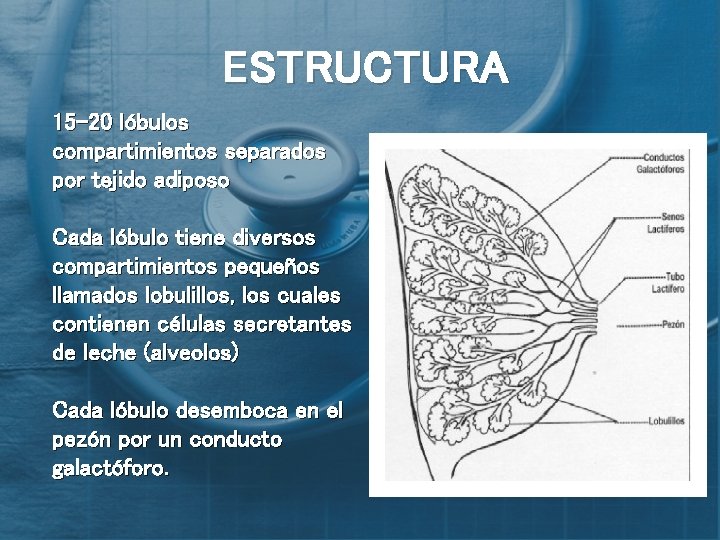 ESTRUCTURA 15 -20 lóbulos compartimientos separados por tejido adiposo Cada lóbulo tiene diversos compartimientos