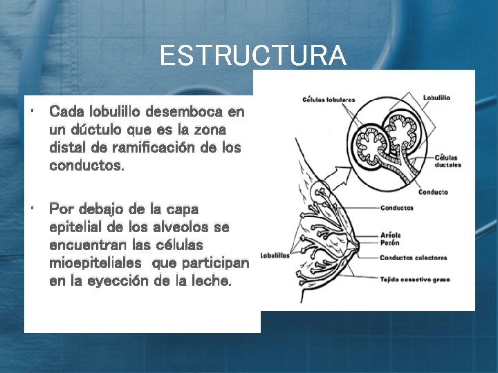 ESTRUCTURA • Cada lobulillo desemboca en un dúctulo que es la zona distal de
