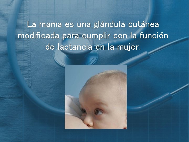 La mama es una glándula cutánea modificada para cumplir con la función de lactancia