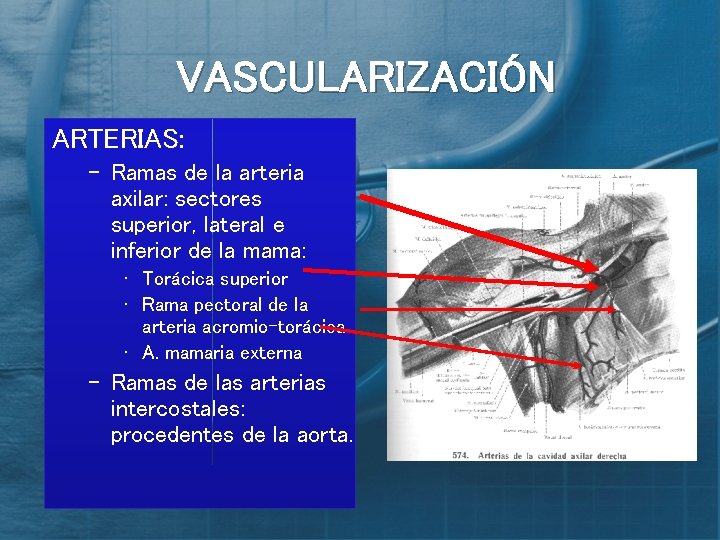 VASCULARIZACIÓN ARTERIAS: – Ramas de la arteria axilar: sectores superior, lateral e inferior de