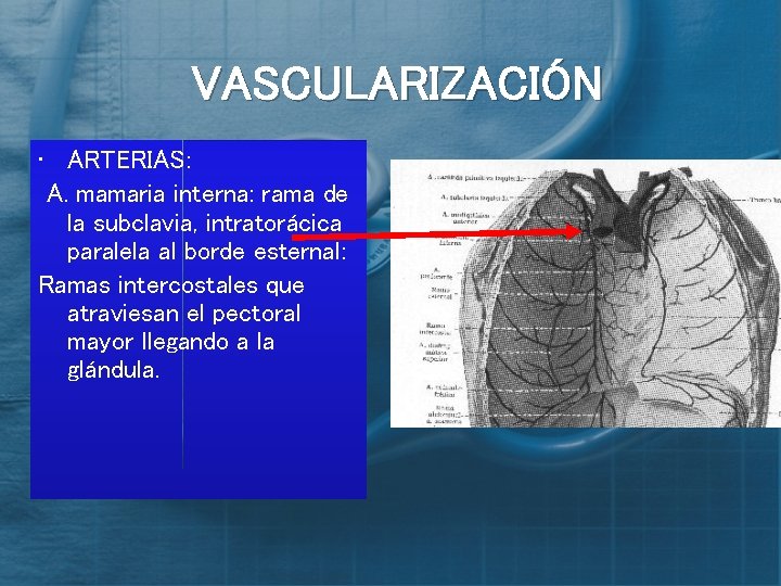 VASCULARIZACIÓN • ARTERIAS: A. mamaria interna: rama de la subclavia, intratorácica paralela al borde