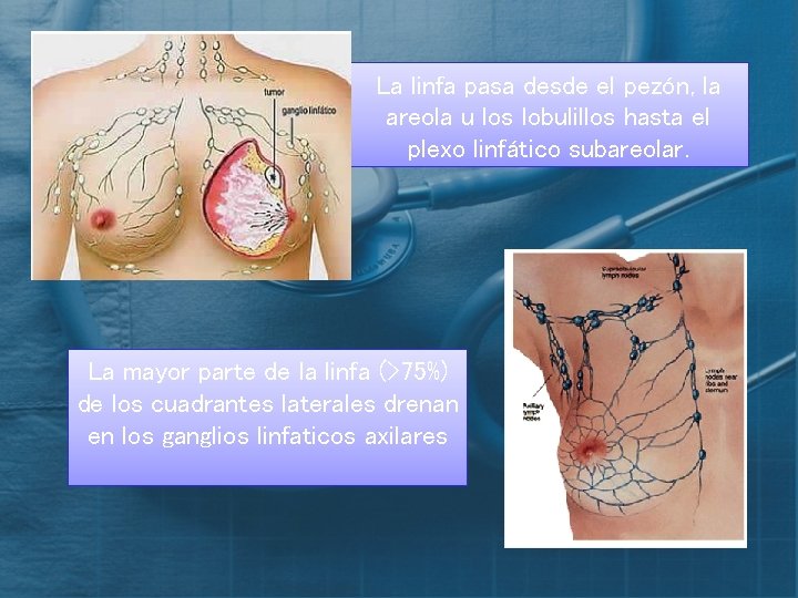 La linfa pasa desde el pezón, la areola u los lobulillos hasta el plexo