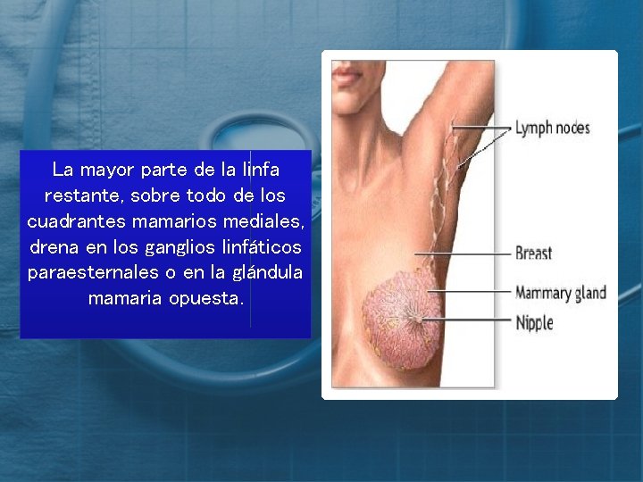 La mayor parte de la linfa restante, sobre todo de los cuadrantes mamarios mediales,