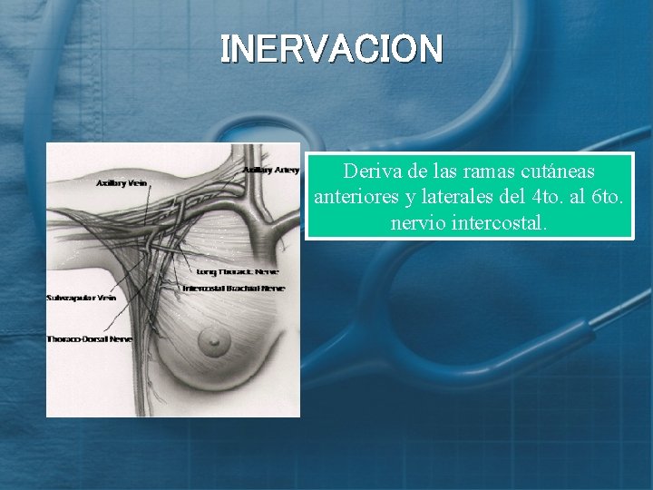INERVACION Deriva de las ramas cutáneas anteriores y laterales del 4 to. al 6