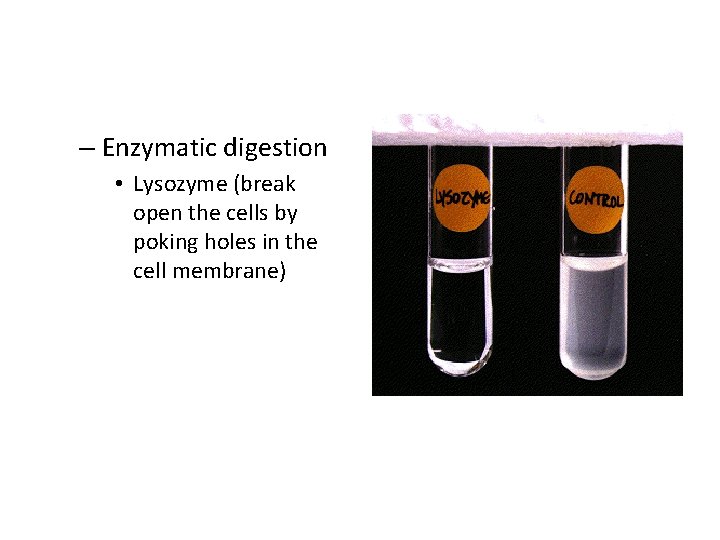 – Enzymatic digestion • Lysozyme (break open the cells by poking holes in the