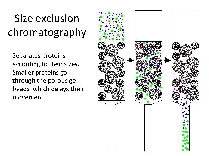 Size exclusion chromatography Separates proteins according to their sizes. Smaller proteins go through the