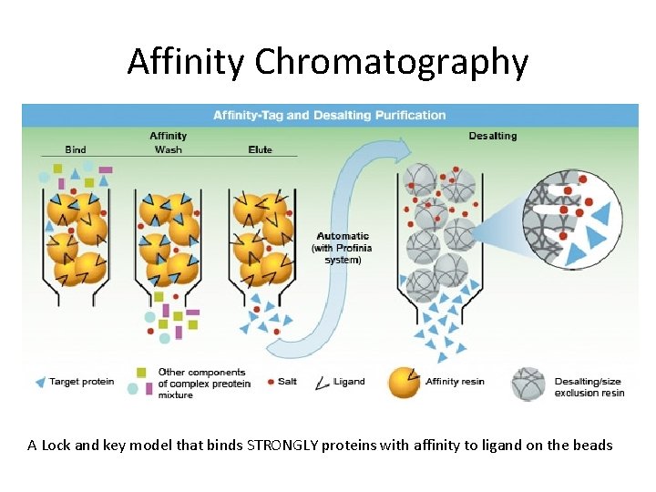 Affinity Chromatography A Lock and key model that binds STRONGLY proteins with affinity to