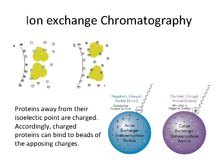 Ion exchange Chromatography Proteins away from their isoelectic point are charged. Accordingly, charged proteins