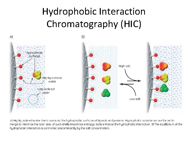 Hydrophobic Interaction Chromatography (HIC) 