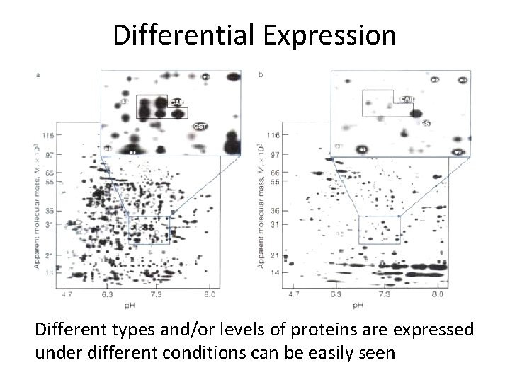 Differential Expression Different types and/or levels of proteins are expressed under different conditions can
