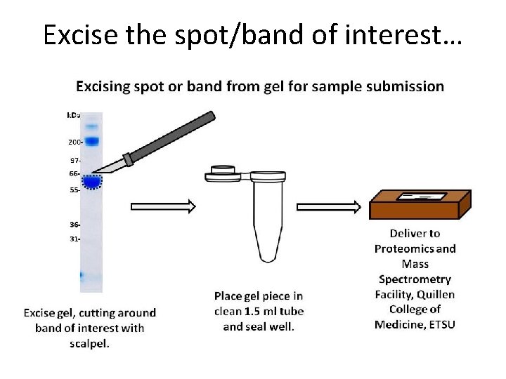 Excise the spot/band of interest… 