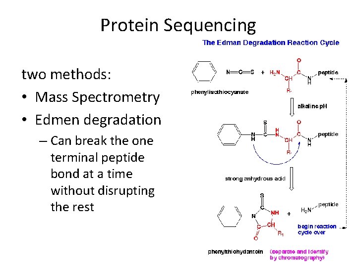 Protein Sequencing two methods: • Mass Spectrometry • Edmen degradation – Can break the