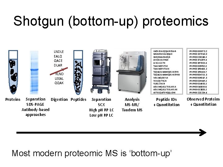 Shotgun (bottom-up) proteomics LNDLE EALQ QACE DLAR N KLND LEEAL QQAK Proteins Separation Digestion