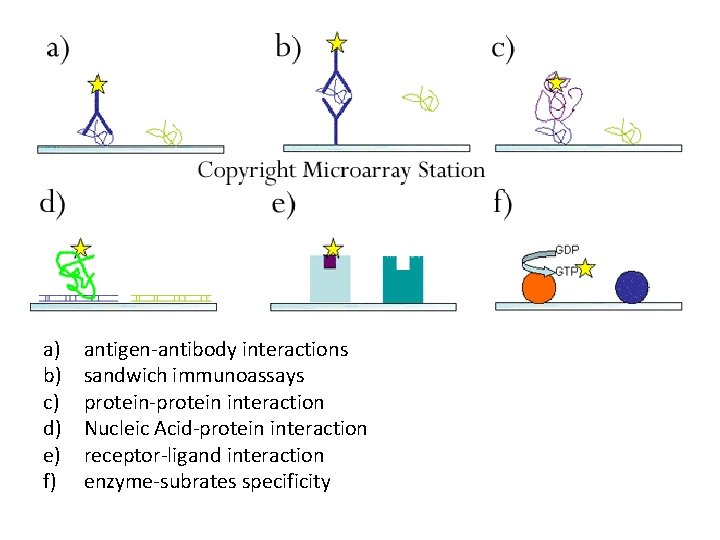 a) b) c) d) e) f) antigen-antibody interactions sandwich immunoassays protein-protein interaction Nucleic Acid-protein