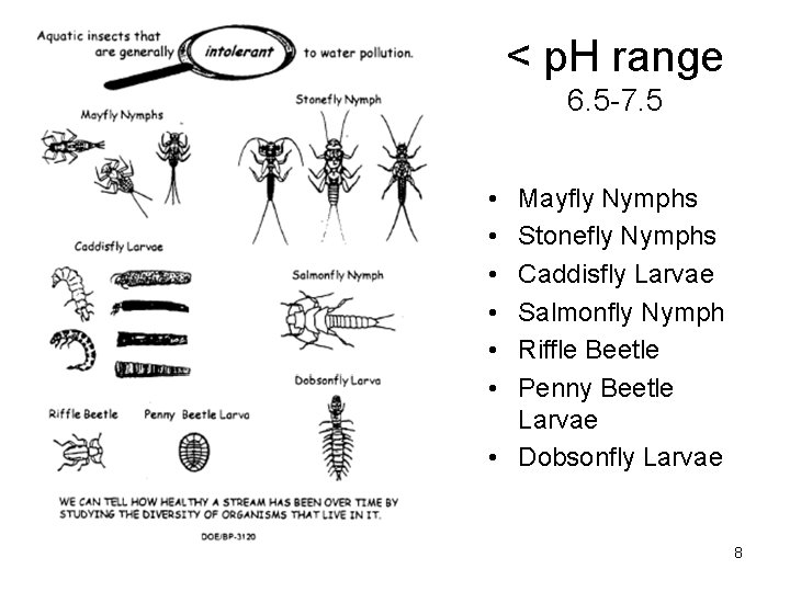 < p. H range 6. 5 -7. 5 • • • Mayfly Nymphs Stonefly