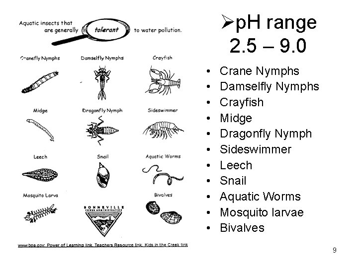 Øp. H range 2. 5 – 9. 0 • • • Crane Nymphs Damselfly