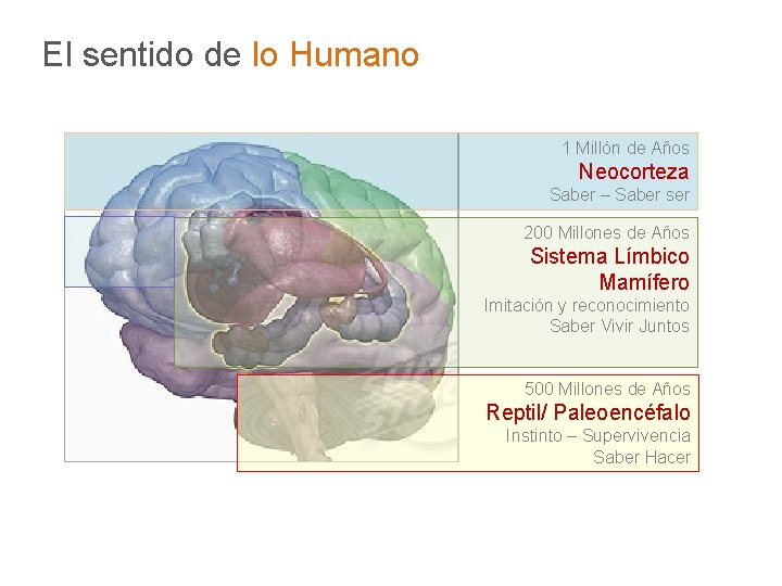 El sentido de lo Humano 1 Millón de Años Neocorteza Saber – Saber ser El sentido de lo Humano 1 Millón de Años Neocorteza Saber – Saber ser