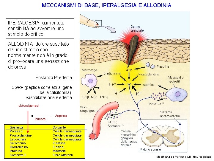 MECCANISMI DI BASE, IPERALGESIA E ALLODINIA IPERALGESIA: aumentata sensibilità ad avvertire uno stimolo dolorifico
