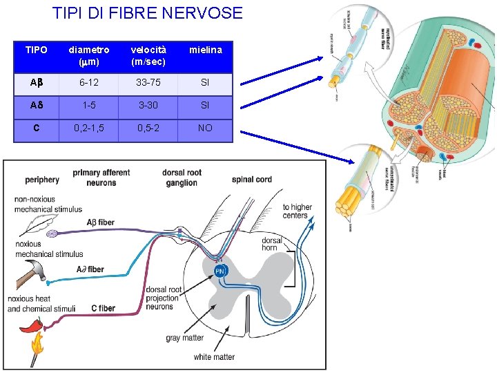 TIPI DI FIBRE NERVOSE TIPO diametro ( m) velocità (m/sec) mielina Ab 6 -12