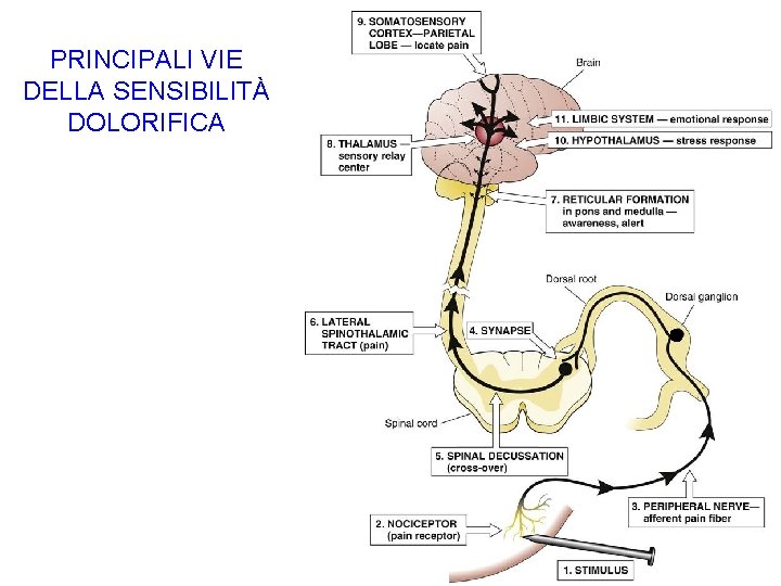 PRINCIPALI VIE DELLA SENSIBILITÀ DOLORIFICA 